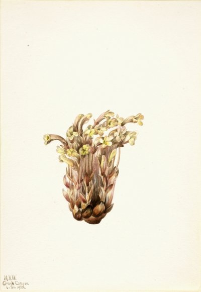 Sommerwurz Orobanche fasciculata, 1933 von Mary Vaux Walcott