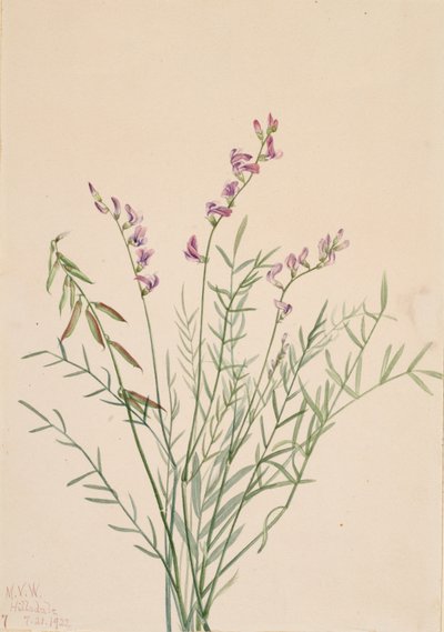 Burgess-Milchkraut Astragalus bourgovii, 1922 von Mary Vaux Walcott