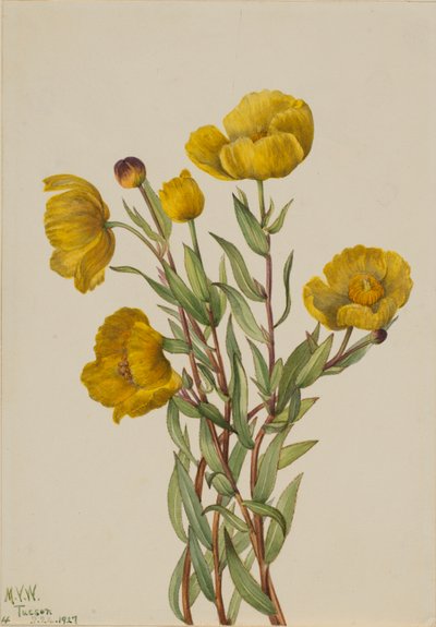 Buschmohn (Dendromecon rigidum) von Mary Vaux Walcott