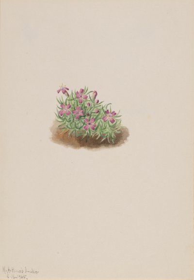 Teppich Pink Silene acaulis, 1905 von Mary Vaux Walcott