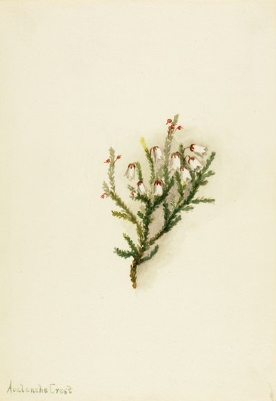 Cassiope Cassiope mertensiana, ca. 1900-1905 von Mary Vaux Walcott
