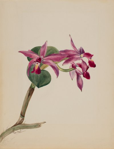 Cattlaya superbus von Mary Vaux Walcott