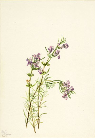 Conradina verticillata, 1934 von Mary Vaux Walcott