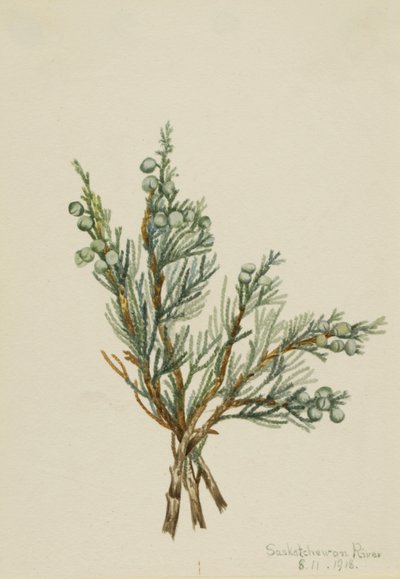 Kriechender Wacholder (Juniperus horizontalis) von Mary Vaux Walcott