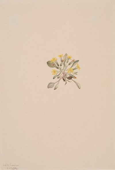 Crepis Elegans, 1904 von Mary Vaux Walcott