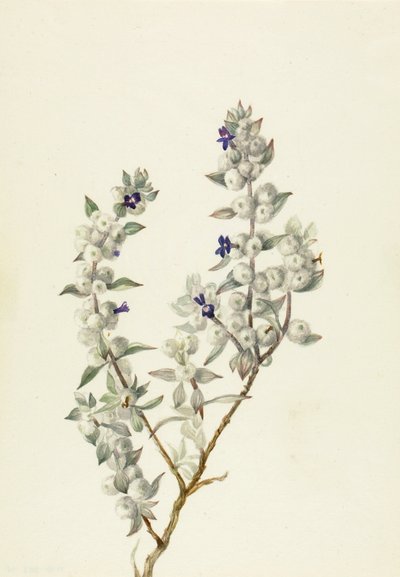 Death Valley Salbei (Salvia funerea) von Mary Vaux Walcott