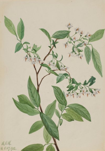 Heidelbeere Polycodium stamineum, 1922 von Mary Vaux Walcott