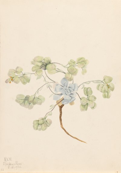 Doppelte Blasenkapsel Physaria didymocarpa, 1920 von Mary Vaux Walcott
