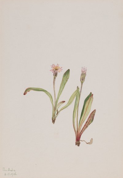 Falscher Löwenzahn Agoseris carnea, 1918 von Mary Vaux Walcott