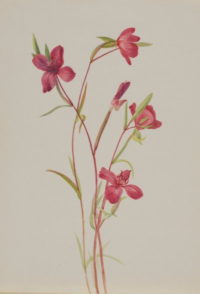 Abschied vom Frühling (Godetia amoena lilja) von Mary Vaux Walcott