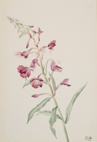 Schmalblättriges Weidenröschen Epilobium angustifolium, 1902 von Mary Vaux Walcott