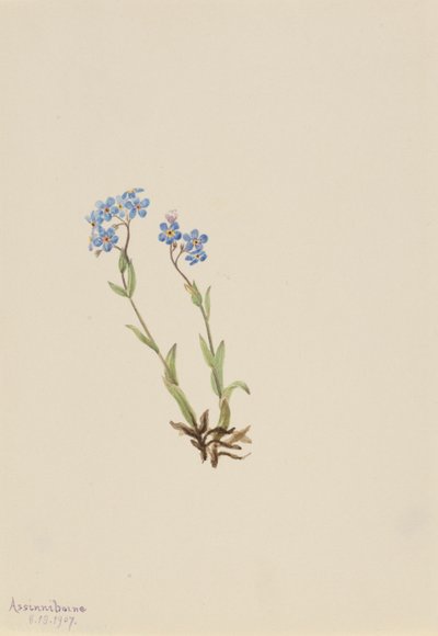 Vergissmeinnicht (Myosotis alpestris) von Mary Vaux Walcott
