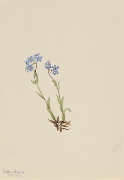 Vergissmeinnicht Myosotis alpestris, 1907 von Mary Vaux Walcott