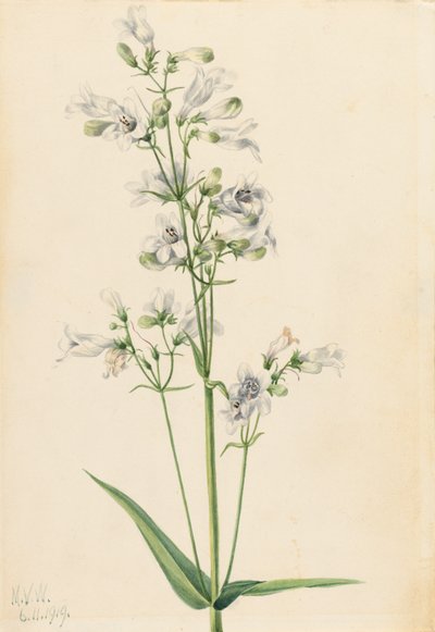 Fingerhut-Penstemon (Penstemon digitalis), 1919 von Mary Vaux Walcott