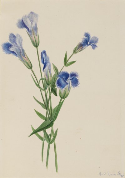 Fransenenzian (Gentiana crinita) von Mary Vaux Walcott