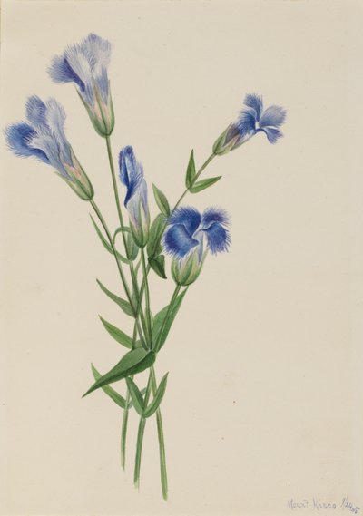 Gefranste Enzian, Gentiana crinita, 1905 von Mary Vaux Walcott
