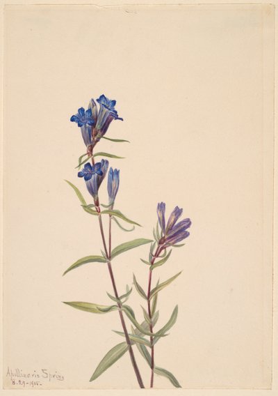 Enzian (Gentiana affinis) von Mary Vaux Walcott