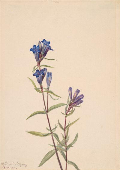 Enzian Gentiana affinis von Mary Vaux Walcott