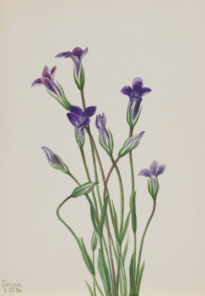 Enzian Gentiana holopetala, 1936 von Mary Vaux Walcott