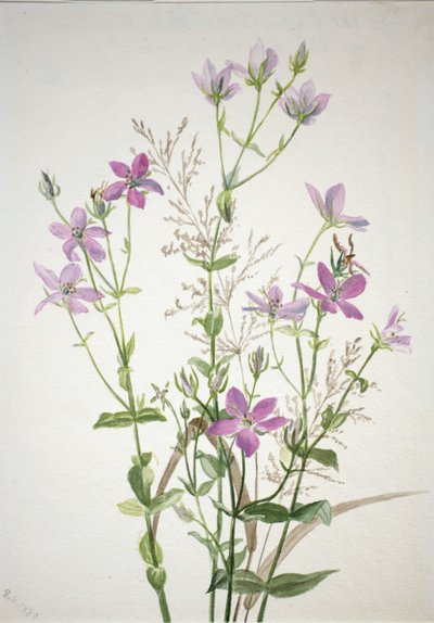 Gentianacease sabbalia angularis von Mary Vaux Walcott