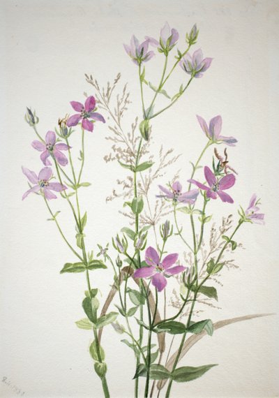 Gentianacease sabbalia angularis, 1880 von Mary Vaux Walcott