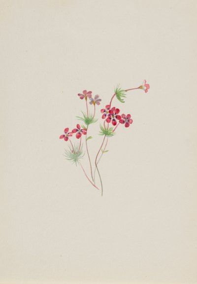 Gilia linanthus parviflorus von Mary Vaux Walcott