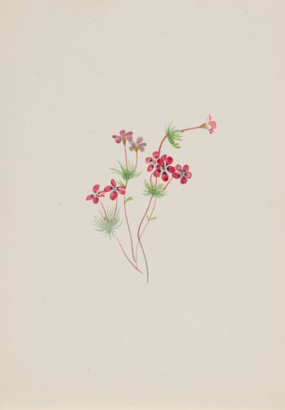 Gilia linanthus parviflorus von Mary Vaux Walcott