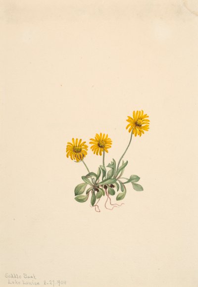 Goldenes Berufkraut Erigeron aureus, 1904 von Mary Vaux Walcott