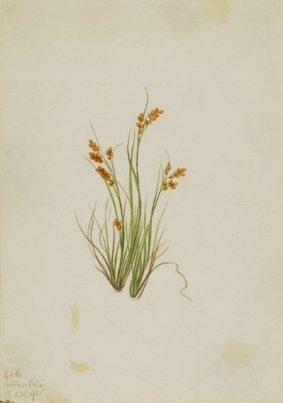 Gold-Segge (Carex aurea) von Mary Vaux Walcott