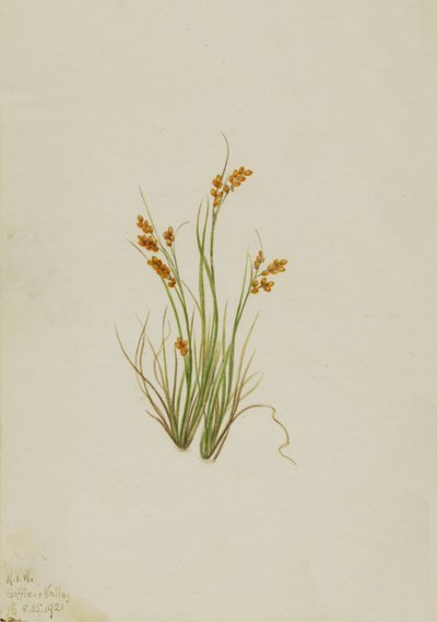 Goldsegge Carex aurea, 1921 von Mary Vaux Walcott