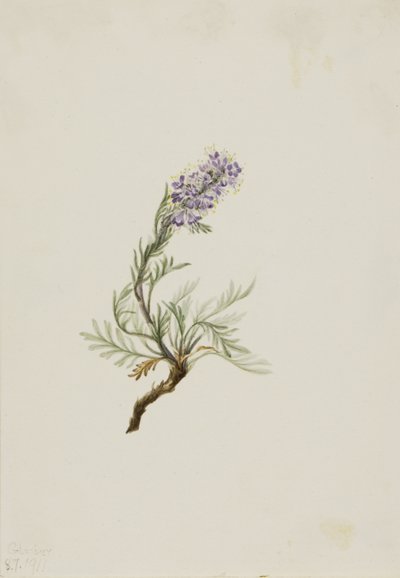 Graue Phacelia Phacelia sericea von Mary Vaux Walcott