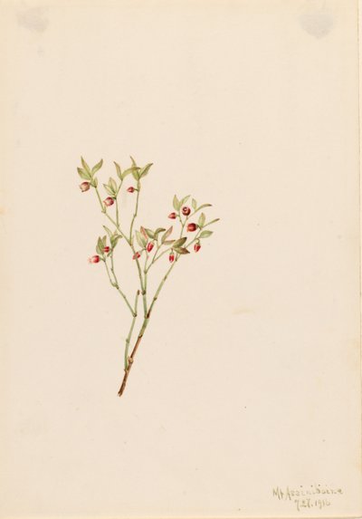 Grouse Whortleberry (Vaccinum scoparium) von Mary Vaux Walcott