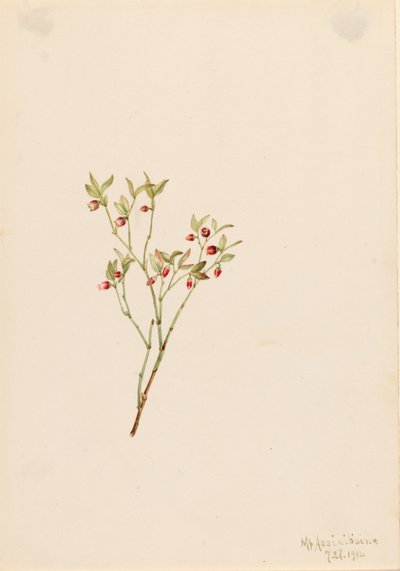 Grouse Whortleberry Vaccinum scoparium, 1916 von Mary Vaux Walcott