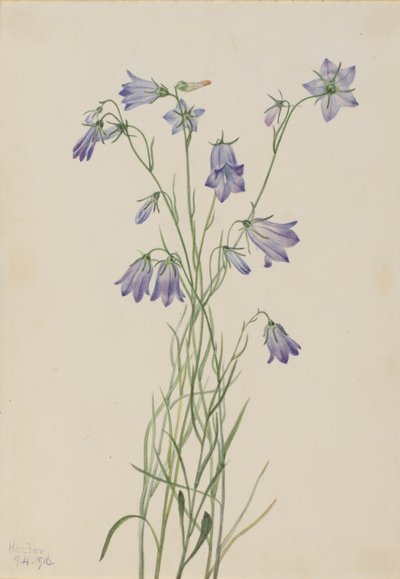 Glockenblume (Campanula rotundifolia) von Mary Vaux Walcott