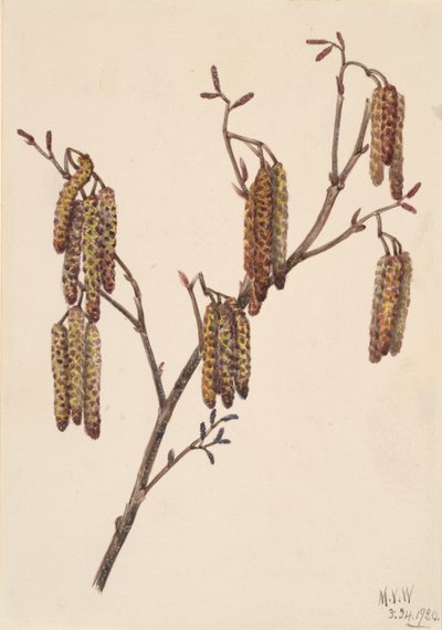 Erlenblättrige Erle Alnus regosa, 1920 von Mary Vaux Walcott