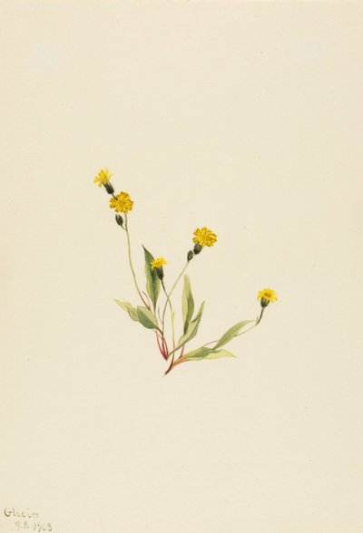 Heieracium gracile, 1903 von Mary Vaux Walcott