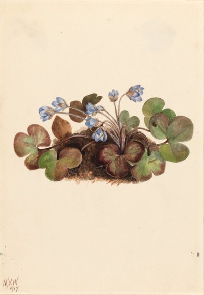 Leberblümchen (Hepatica americana) von Mary Vaux Walcott
