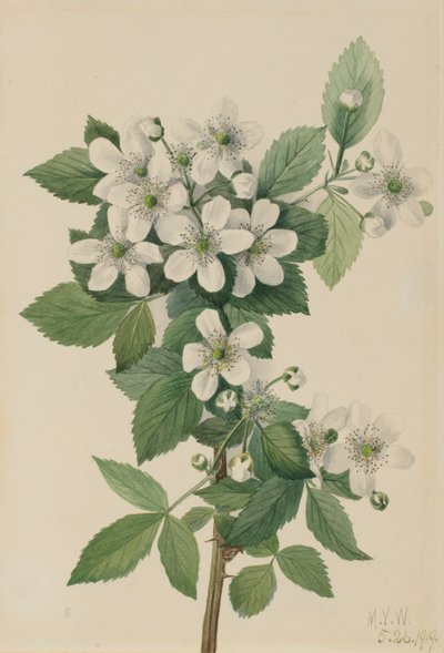 Hohe Brombeere Rubus argutus, 1919 von Mary Vaux Walcott