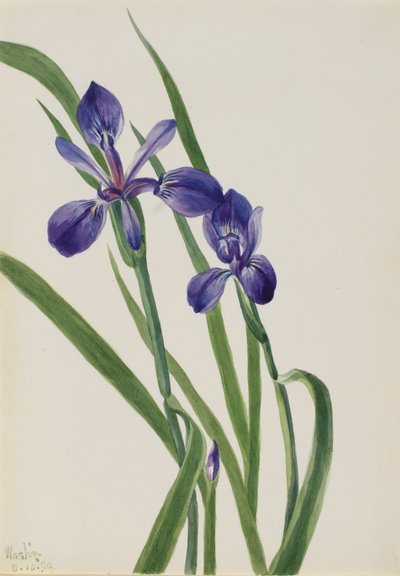 Iris von Mary Vaux Walcott