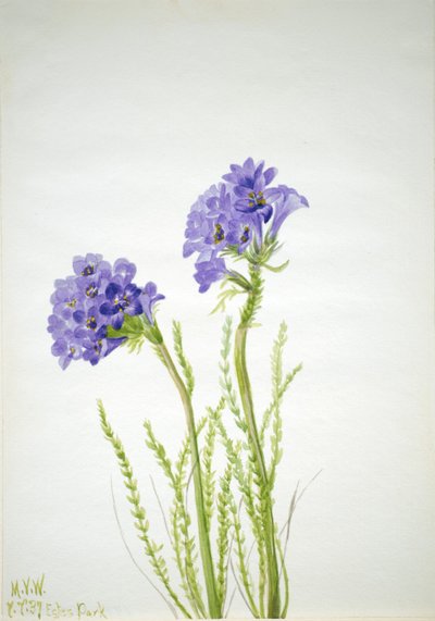 Jakobsleiter (Polemonium viscosum) von Mary Vaux Walcott