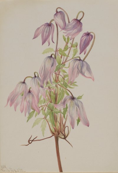 Jicarilla (Clematis pseudoalpina) von Mary Vaux Walcott