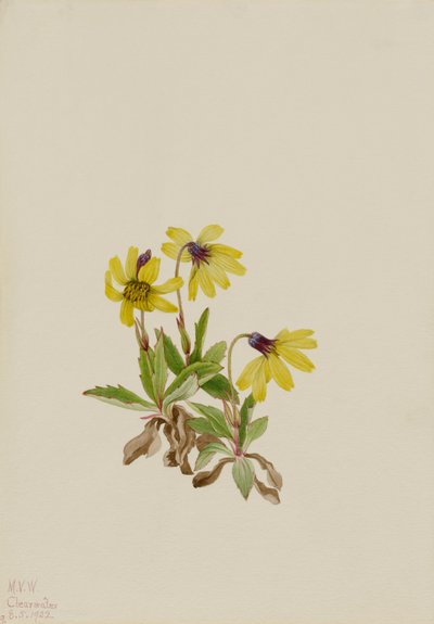 Lake Louise Arnica (Arnica louisiana) von Mary Vaux Walcott