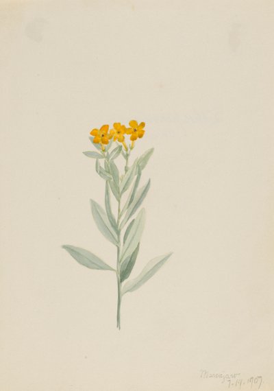 Lithospermum canescens von Mary Vaux Walcott
