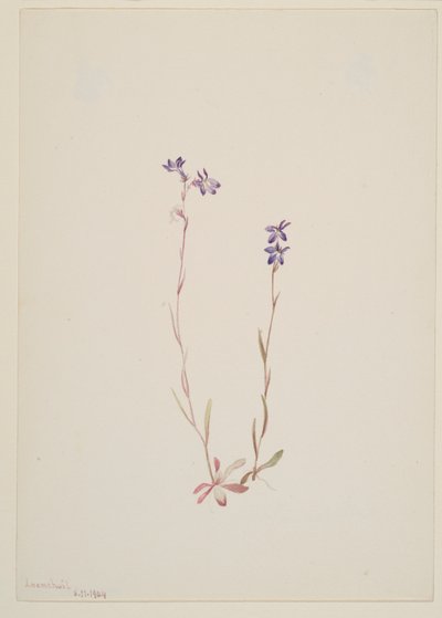 Lobelia Kalmii von Mary Vaux Walcott