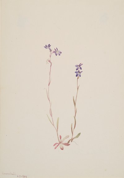Lobelia Kalmii, 1904 von Mary Vaux Walcott