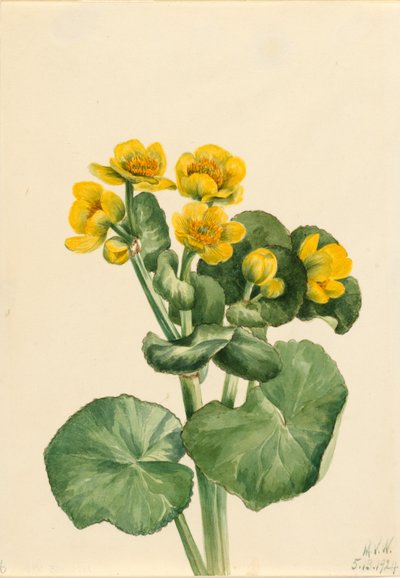 Sumpfdotterblume (Caltha palustris) von Mary Vaux Walcott
