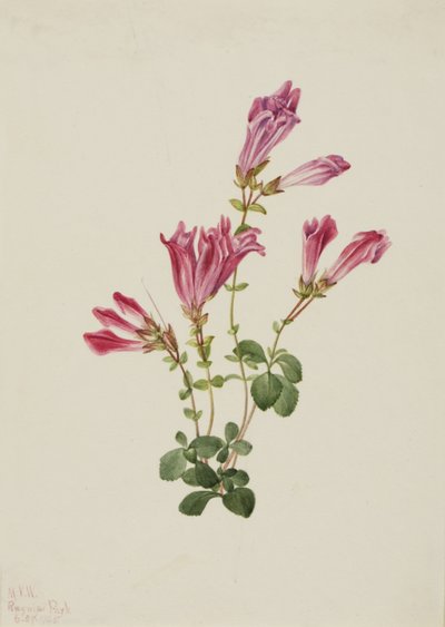 Menzies Pentstemon Pentstemon menziesii, 1925 von Mary Vaux Walcott