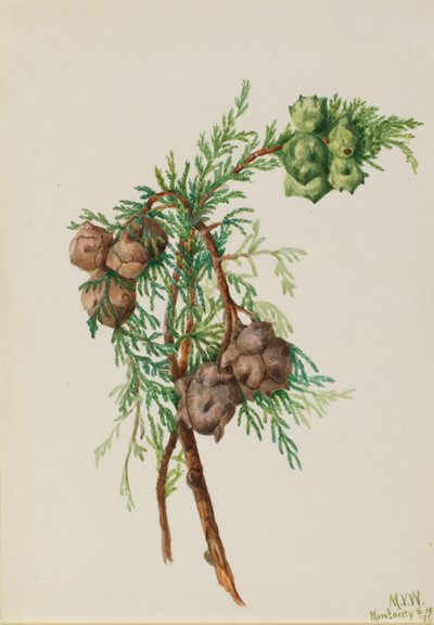 Monterey-Zypresse (Cupressus macrocarpa) von Mary Vaux Walcott