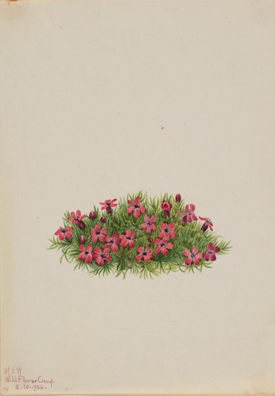 Moos-Steinbrech Silene acaulis, 1924 von Mary Vaux Walcott