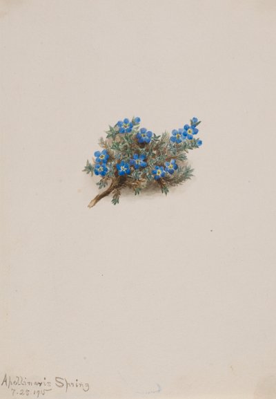 Moos-Vergissmeinnicht (Eritichum elongatum) von Mary Vaux Walcott